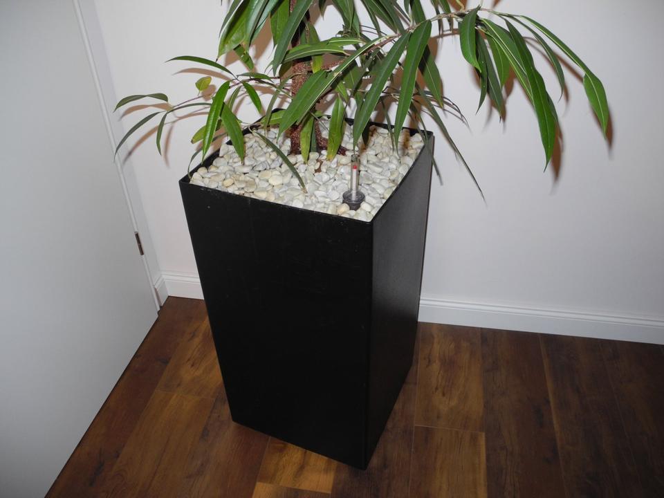 Zimmerpflanze Ficus Alii Gummibaum im Hydrokultur Topf, 2,50 m in Mainz