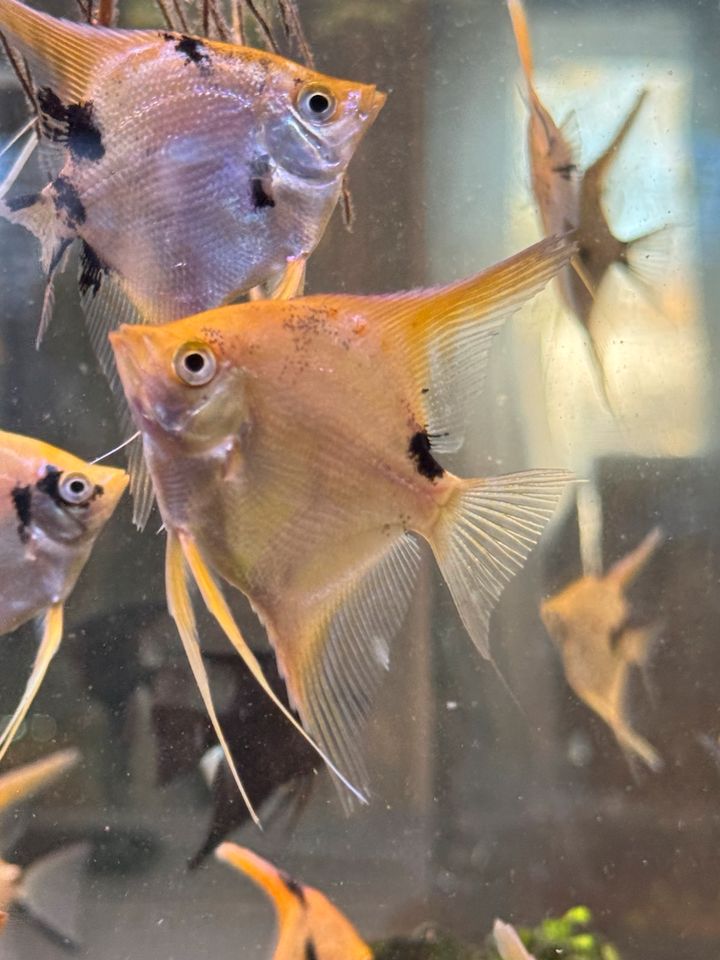 Schöne und große Skalar Jungtiere Aquarium Fische in Stuttgart