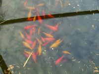 Goldfische für den Gartenteich Brandenburg - Steinhöfel Vorschau