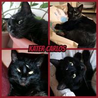 Kater, kastriert, EKH, schwarz ❤️ Carlos ❤️ Sachsen-Anhalt - Jessen (Elster) Vorschau