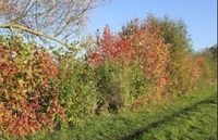 Wildgehölze in Sorten: wurzelnackt / Heckenpflanzen Nordrhein-Westfalen - Barntrup Vorschau