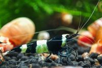 ⭐ Schwarze Panda Garnele | Aquarium Taiwan Garnelen |Preis 6,99€* Baden-Württemberg - Altheim (Alb) Vorschau