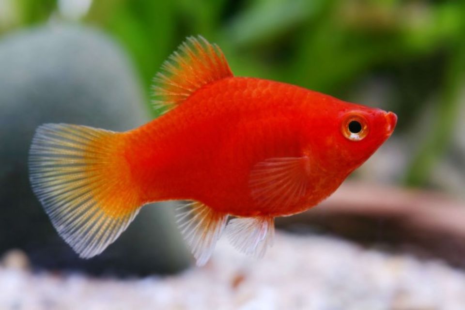 Fische Platy: Korallen Platy, Mickey Mouse, Tuxedo Rot Platy in Idstein