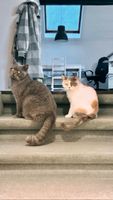 2 British Kurzhaar Katzen Nordrhein-Westfalen - Meerbusch Vorschau