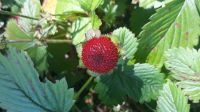 Scheinerdbeeren, indische Bayern - Raubling Vorschau