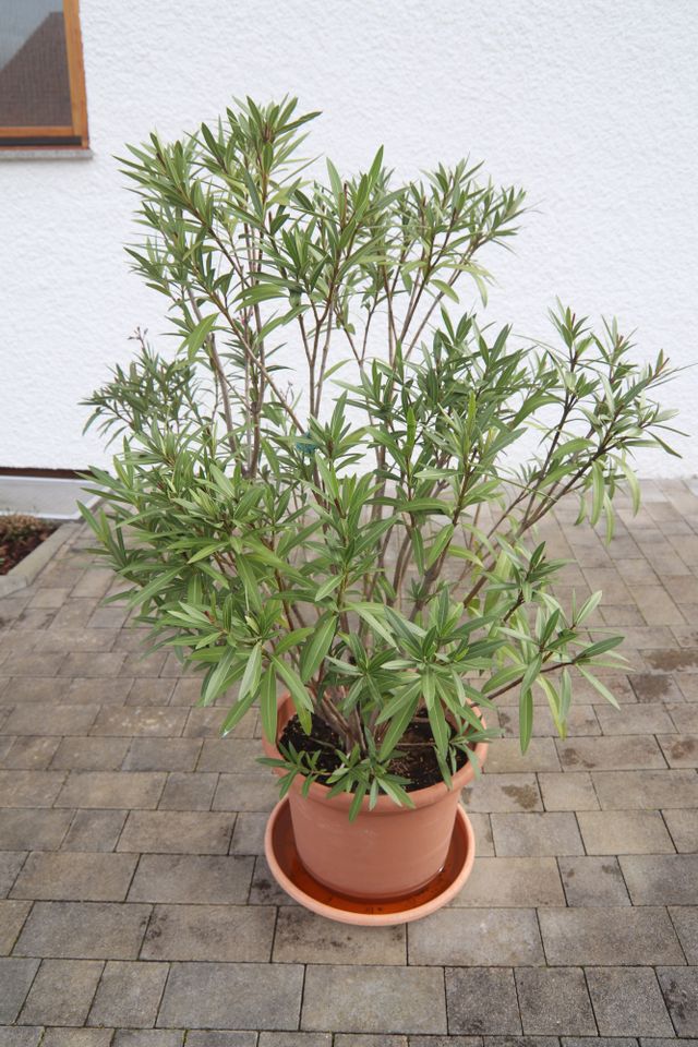 Topfpflanze Pflanze 2 große Oleander ca. 1,5 Meter Übertopf weiß in Berglen