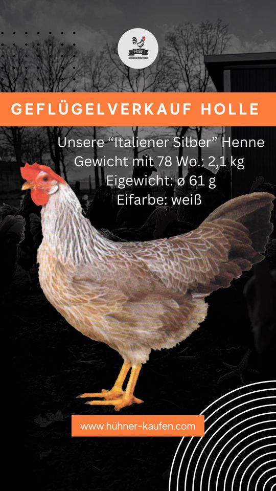 Italiener reb & Silber| Legehennen| Hühner kaufen in der Nähe| in Rietberg