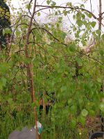 Betula pendula" Youngii", kleiner Baum, Hängebirke, Trauerbirke Hessen - Gießen Vorschau