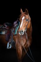 12 jährige Quarter Horse Stute Bayern - Memmingen Vorschau