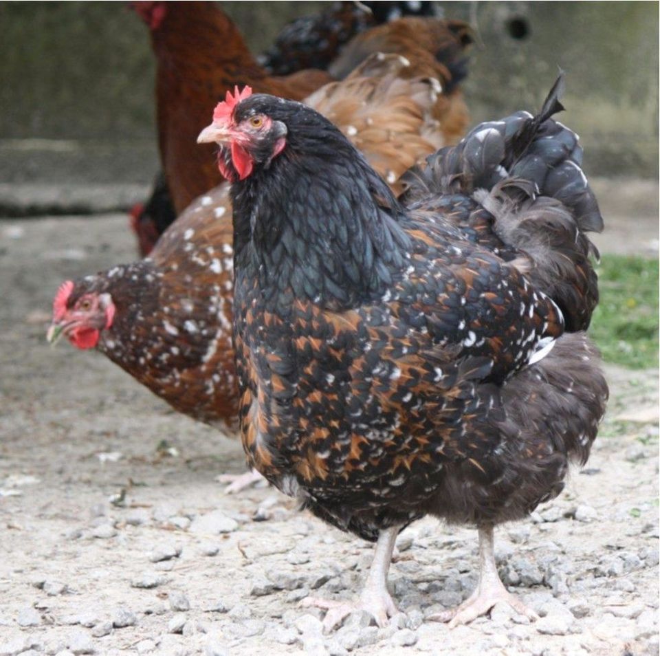 (Brut) Eier von versch. Hühnern, Enten, Gänsen und Puten in Schwarzach