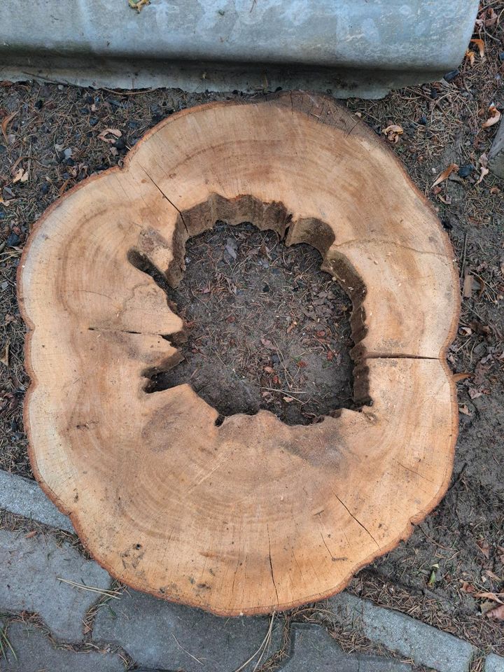 Baumscheibe mit Loch für zb Epoxidharztisch in Schorfheide