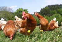 60 braune Legehennen/Hühner in liebevolle Hände abzugeben Nordrhein-Westfalen - Gronau (Westfalen) Vorschau