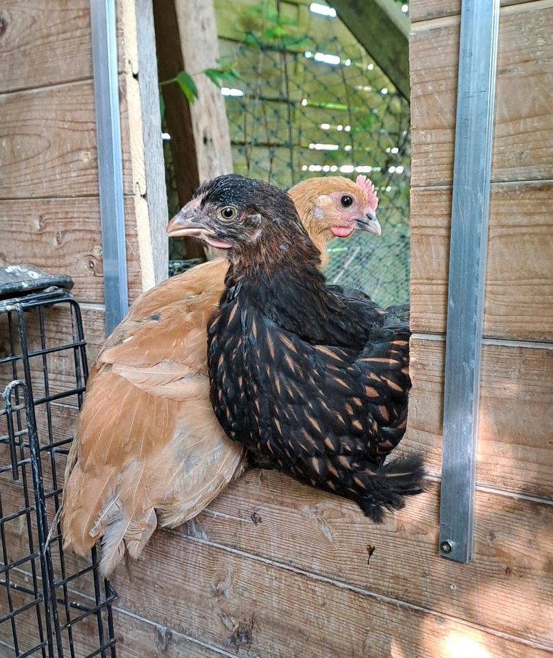 Hühner: Henne (Wyandotte) und Hahn (Ramelsloher) in Satrup