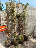 Hainbuche Hecke Ballenpflanzen Carpinus Betulus Güstrow - Landkreis - Lüssow Vorschau