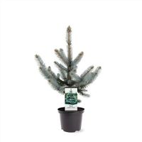 Silberfichte Picea pungens 'Hoopsii' 80-100cm winterhart Baum Nordrhein-Westfalen - Nordkirchen Vorschau