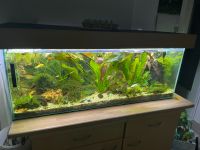 Aquarium 220l ab 25.04 abzugeben. Sachsen - Limbach-Oberfrohna Vorschau