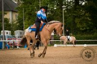 Pflegebeteiligung an Appaloosa (Reitbeteiligung/ Reitunterricht) Nordrhein-Westfalen - Olfen Vorschau