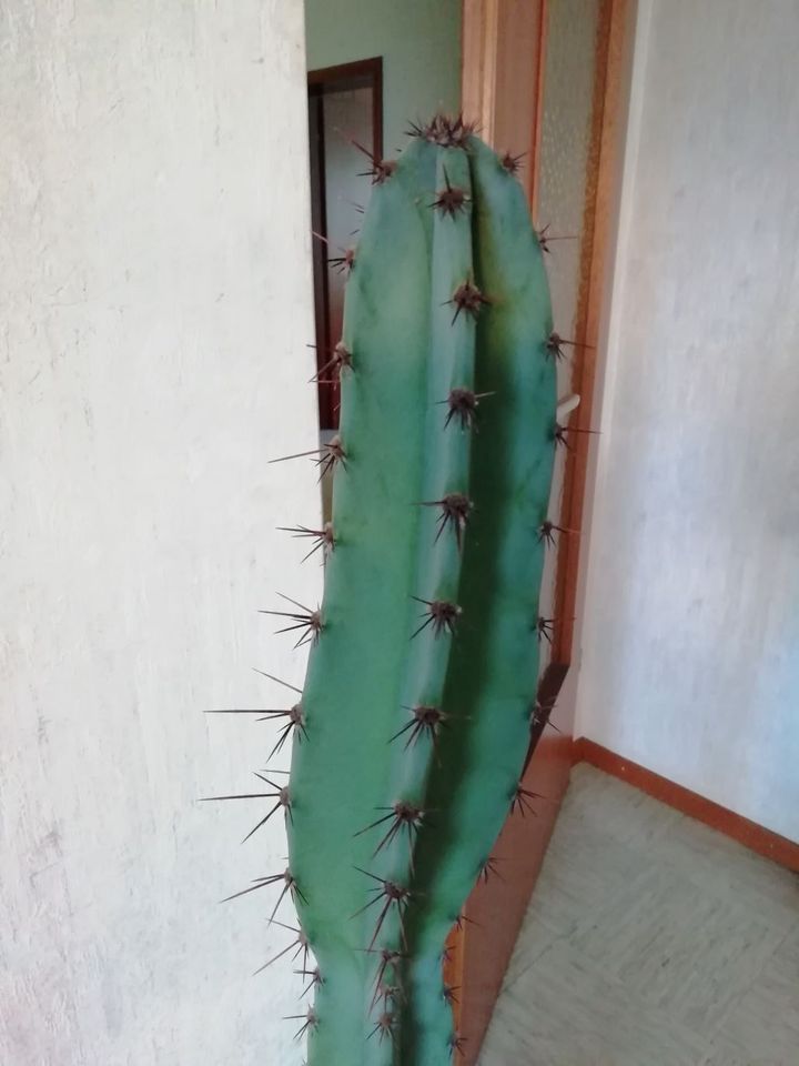 Großer Kaktus Säulenkaktus Gesamthöhe mit Topf 130cm in Schwäbisch Hall