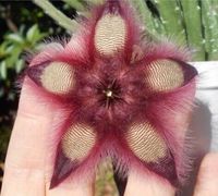 Stapelia Orbea rot Ableger zu verkaufen Bayern - Eichendorf Vorschau