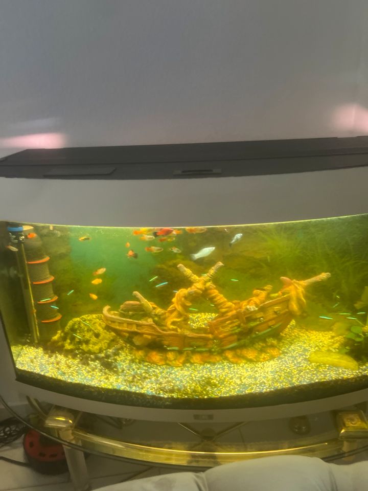 aquarium mit  zubehör und fische in Frankfurt am Main