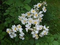 4 x Wurzelecht Bobbie James Kletterrose Rose Rosen Rambler Bobby Baden-Württemberg - Frickingen Vorschau