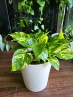 Epipremnum Aureum oder Golden Pothos Baden-Württemberg - Abstatt Vorschau