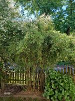 Gartenbambus Bambus 2 Büsche Nordrhein-Westfalen - Lotte Vorschau
