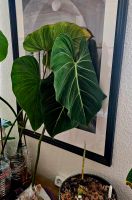 Große Philodendron Gloriosum Stecklinge Nordrhein-Westfalen - Herzogenrath Vorschau