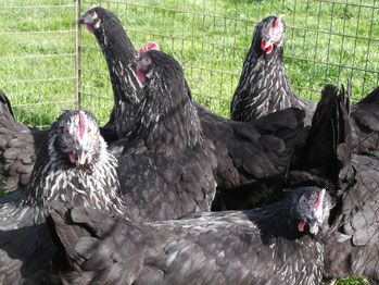 Hühner:Königsberger-Rhodeländer-Italiener-Goldsperber-Sussex dark in Auetal