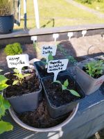 Paprika pflanzen verschiedene Sorten Herzogtum Lauenburg - Geesthacht Vorschau