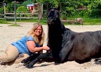 Schnupperkurs "Vertrauen gewinnen, Leitpferd werden" Horsemanship Bayern - Puchheim Vorschau