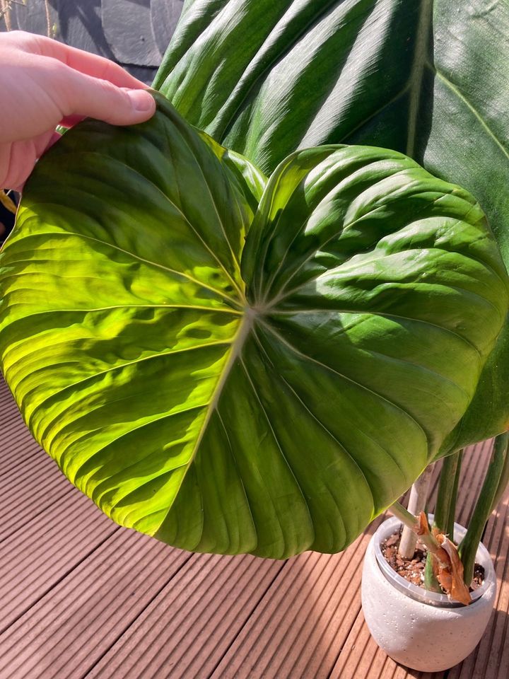 Philodendron McDowell XL Pflanze in Wuppertal