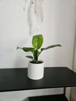 Philodendron Imperial Green mit Topf Nordrhein-Westfalen - Siegburg Vorschau