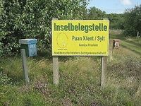 Reinzuchtkönigin F0 Inselkönigin Sylt 2024 Bienen Königin Herzogtum Lauenburg - Wentorf Vorschau