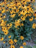 Gewöhnlicher Sonnenhut  - Rudbeckia fulgida - Ableger Niedersachsen - Bassum Vorschau