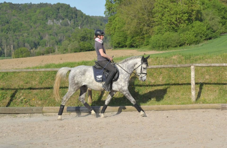 Toller Wallach für Freizeit und Gelände in Wellheim