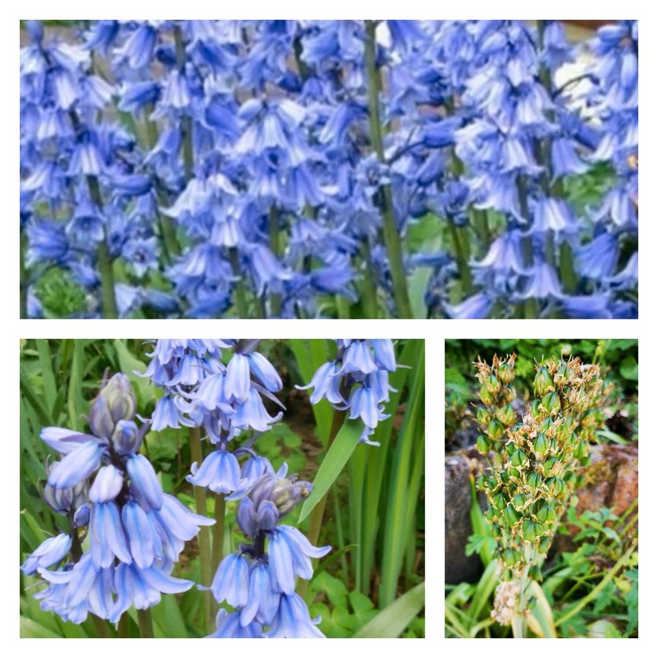 * Hasenglöckchen * - Hyacinthoides  Schönes Blau  5- 10 Zwiebeln in Werther (Westfalen)