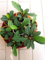 Madagaska Juwel Euphorbia / Spuckpalme.Super Angebot... Rheinland-Pfalz - Kirchberg (Hunsrück) Vorschau