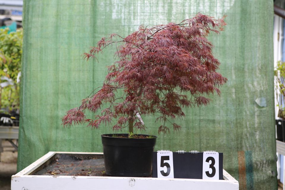 Acer palmatum ´Ineba Shidare´ Ahorn Ahornwochen no. 53 in Dietzhölztal