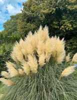 Pampasgras Pampas Gras Feder Deko Vase Hochzeitsdeko Trockenblume Nordrhein-Westfalen - Delbrück Vorschau