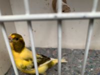 Kanarien Vogel Nordrhein-Westfalen - Hattingen Vorschau