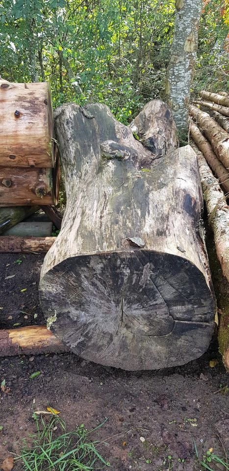 Buchen Stämme gestockt getrocknet Holz Kunst keine Eiche Fichte in Ellwangen (Jagst)