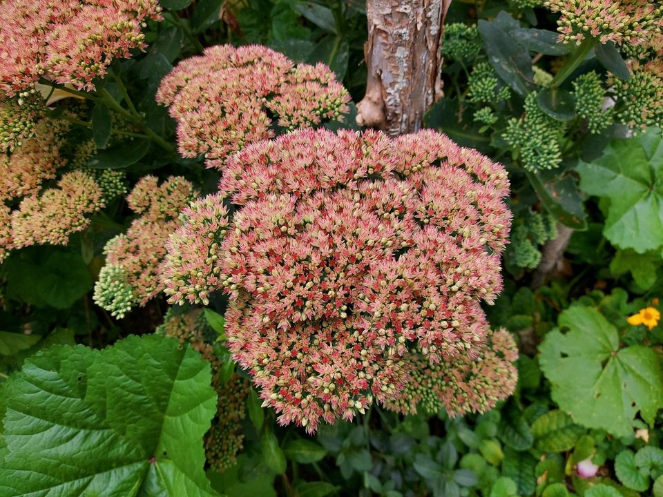 Hohe Fetthenne (Sedum telephium) Ableger Jungpflanzen Stauden in Neresheim