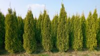 Thuja Smaragd 2,75,schön, selber ausgraben,Bördeboden 18.5. Ende! Nordrhein-Westfalen - Bad Sassendorf Vorschau