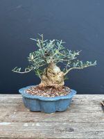 Bonsai wilde Olive ganz handzahm Kreis Pinneberg - Borstel-Hohenraden Vorschau