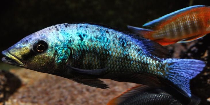 Fossorochromis rostratus Fünffleckmaulbrüter Fünffleckmaulbrüter in Hespe