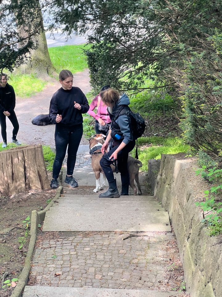 Hunde Physio-Social Walk - Lübeck - Wüstenei in Lübeck