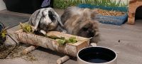 Kaninchen suchen neues Zuhause Niedersachsen - Auetal Vorschau