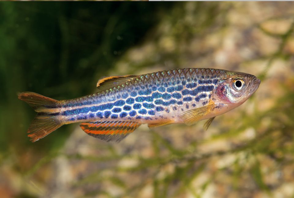 Leopardbärbling - Danio rerio (Brachydanio frankei) ab 2,00€ in Selsingen