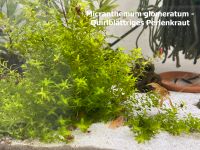 Perlenkraut Ableger Aquarium Pflanze Bayern - Karlshuld Vorschau